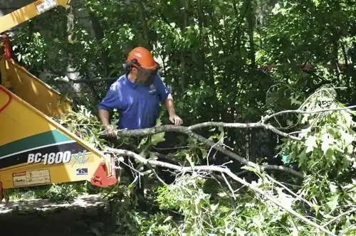 tree services Ludlow